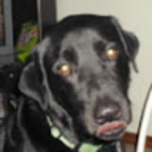 Meet your Posher, Lizzie